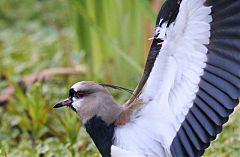 Southern Lapwing